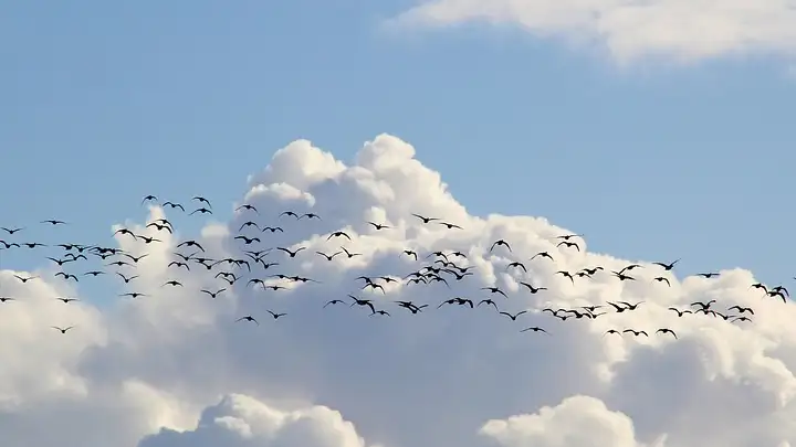 Ever wondered how birds make their amazing long-distance flights during migration?