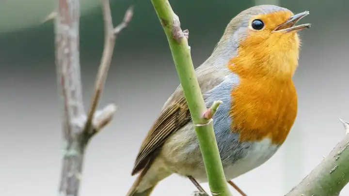 Enhance your birdwatching skills by learning to recognize bird species through their distinct calls and songs.