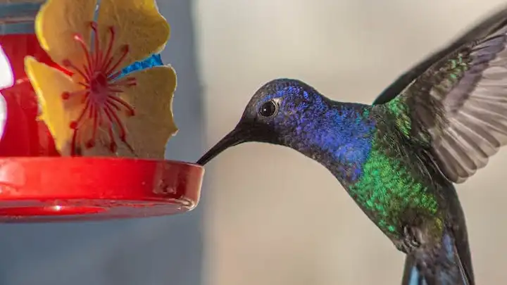 Calculate how many feeders to keep them all happy. Create a haven for hummingbirds with our expert guide on making the perfect feeders. Witness the magic as these vibrant birds grace your garden.