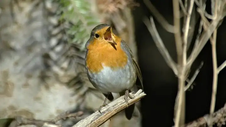 Learning to recognize and interpret bird vocalizations is a skill that can enhance your appreciation of nature.