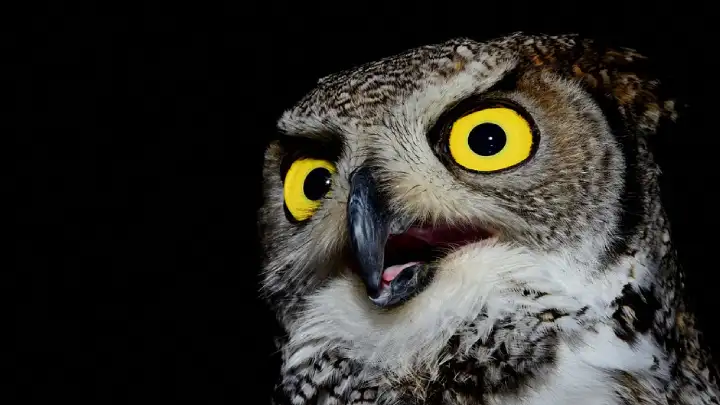 Have you ever wondered what goes on in the natural world after dark?