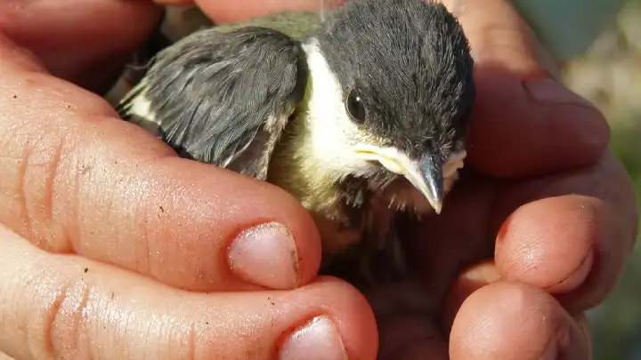 Unethical behavior can stress birds, damage nesting areas, and disrupt feeding and migration.