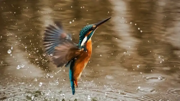 Have you ever looked out your window and wondered about the feathered friends flocking around your yard?