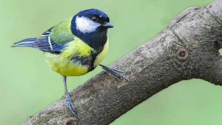 Celebrating Avian Brilliance - The Science Behind Male Bird Colors and Sexual Selection.